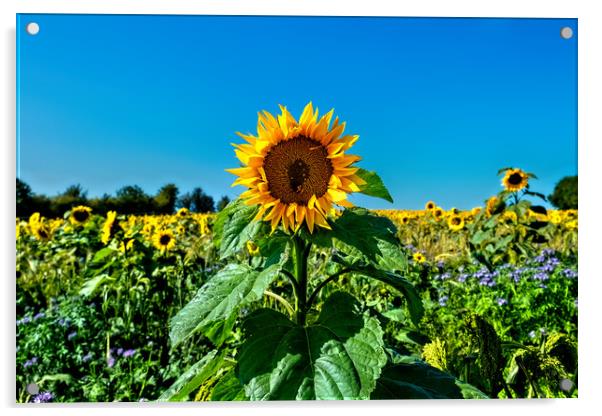 Sunflower Field Acrylic by Joyce Storey