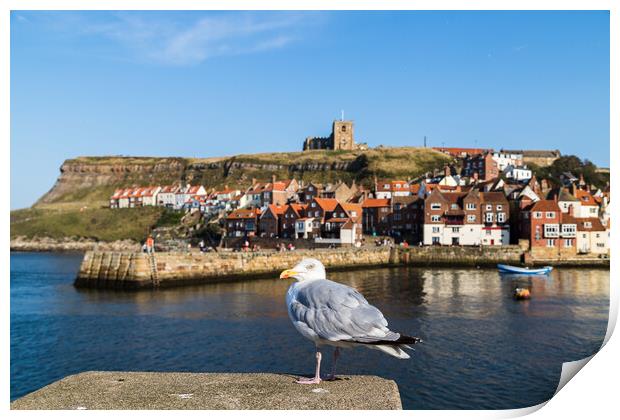 Sea gull in Whitby Print by Jason Wells