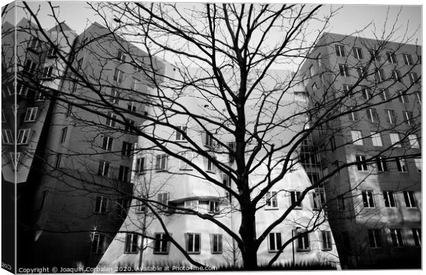 Trees without leaves in winter in the city, black and white photo. Canvas Print by Joaquin Corbalan