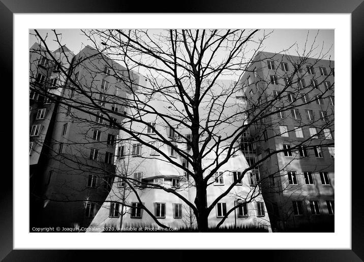 Trees without leaves in winter in the city, black and white photo. Framed Mounted Print by Joaquin Corbalan