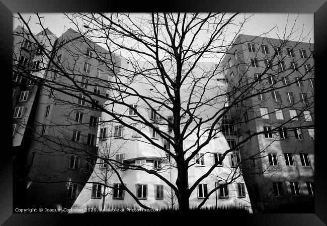 Trees without leaves in winter in the city, black and white photo. Framed Print by Joaquin Corbalan