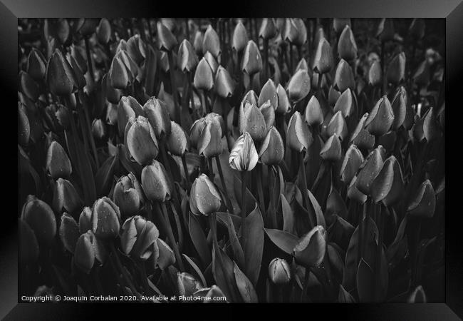 Flowers of tulips in black and white. Framed Print by Joaquin Corbalan