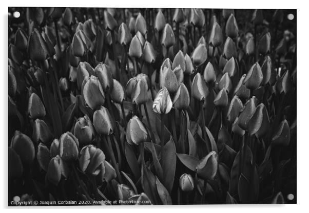 Flowers of tulips in black and white. Acrylic by Joaquin Corbalan