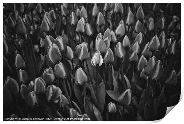 Flowers of tulips in black and white. Print by Joaquin Corbalan