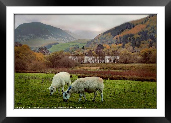 Sheep in the rain  Framed Mounted Print by ROS RIDLEY