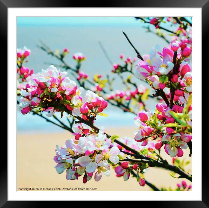 Beautiful apple blossom in Frinton-on-Sea Framed Mounted Print by Paula Tracy