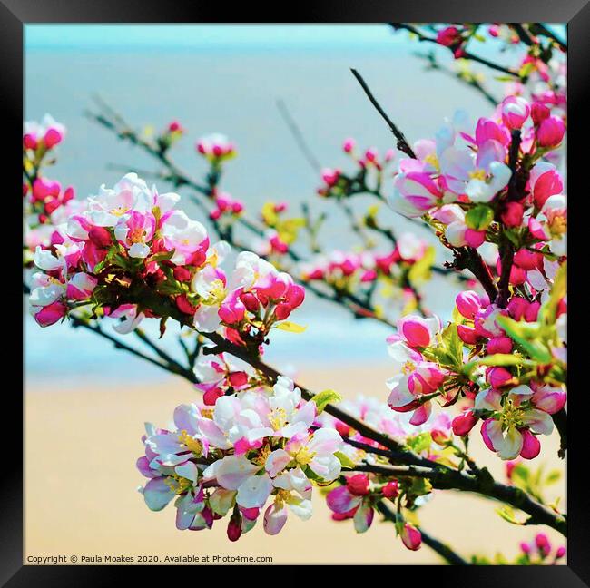 Beautiful apple blossom in Frinton-on-Sea Framed Print by Paula Tracy