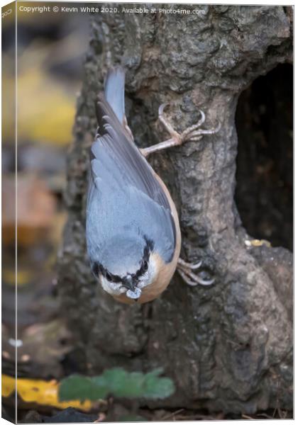 Nuthatch holding a pebble Canvas Print by Kevin White