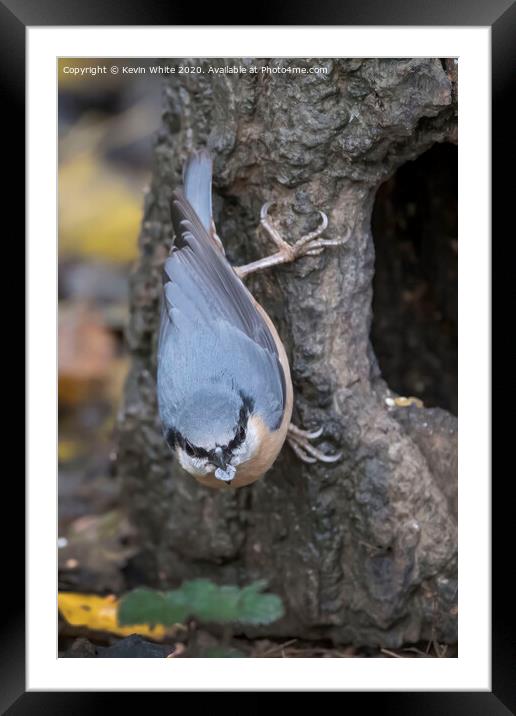 Nuthatch holding a pebble Framed Mounted Print by Kevin White