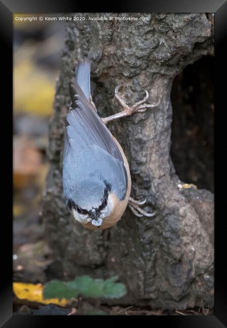 Nuthatch holding a pebble Framed Print by Kevin White
