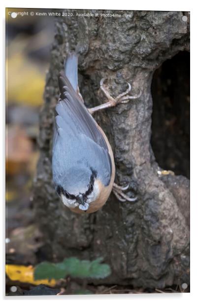 Nuthatch holding a pebble Acrylic by Kevin White