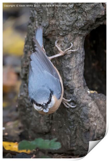 Nuthatch holding a pebble Print by Kevin White