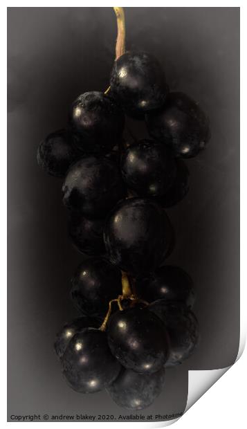 The Alluring Bunch of Black Grapes Print by andrew blakey