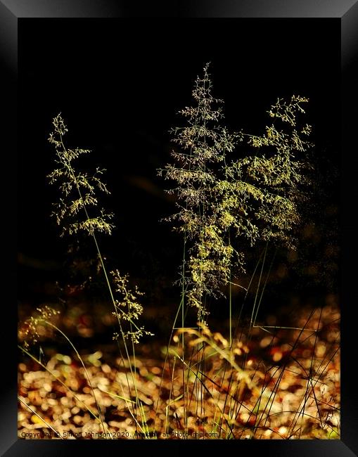 Sunlit grass Framed Print by Simon Johnson