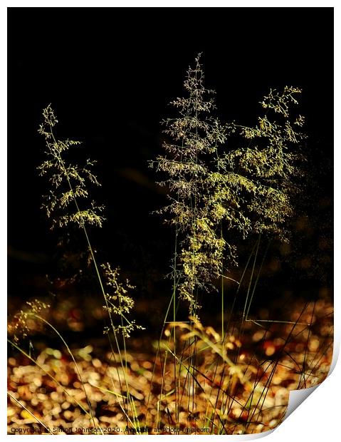Sunlit grass Print by Simon Johnson