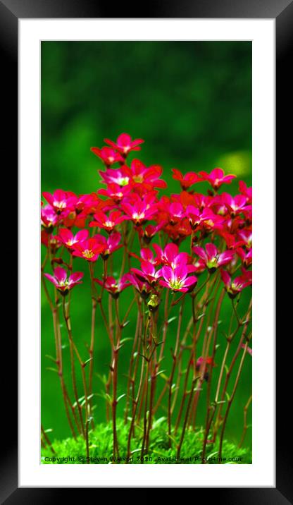 Saxifrage Framed Mounted Print by Steven Watson
