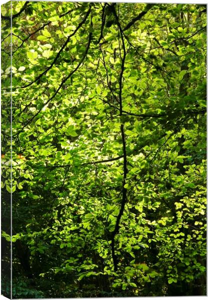 Sunlit leaves Canvas Print by Simon Johnson