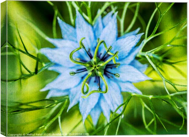 Close up of Nigella Damascena (Love in a mist) flower Canvas Print by Mehul Patel