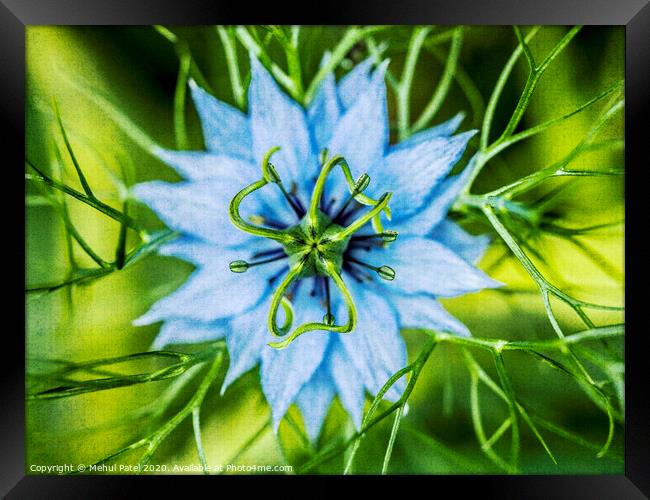 Close up of Nigella Damascena (Love in a mist) flower Framed Print by Mehul Patel