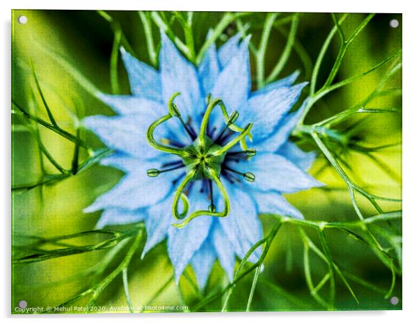 Close up of Nigella Damascena (Love in a mist) flower Acrylic by Mehul Patel