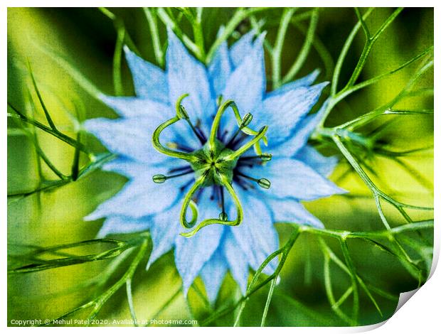 Close up of Nigella Damascena (Love in a mist) flower Print by Mehul Patel