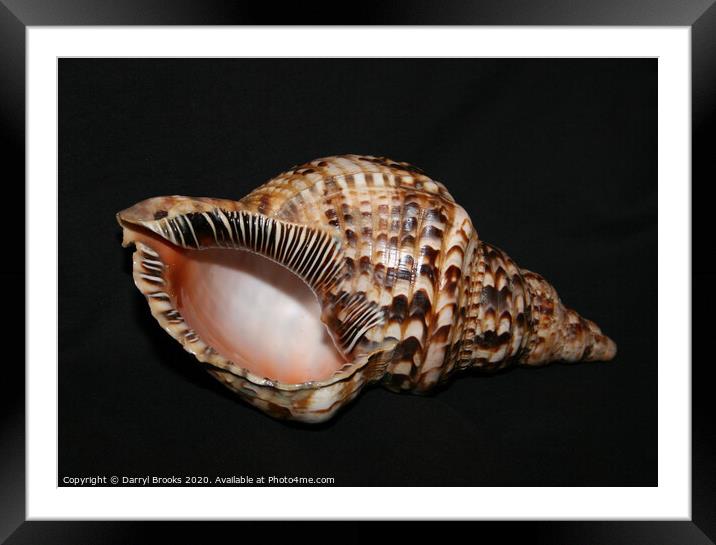 Shell 1 Framed Mounted Print by Darryl Brooks