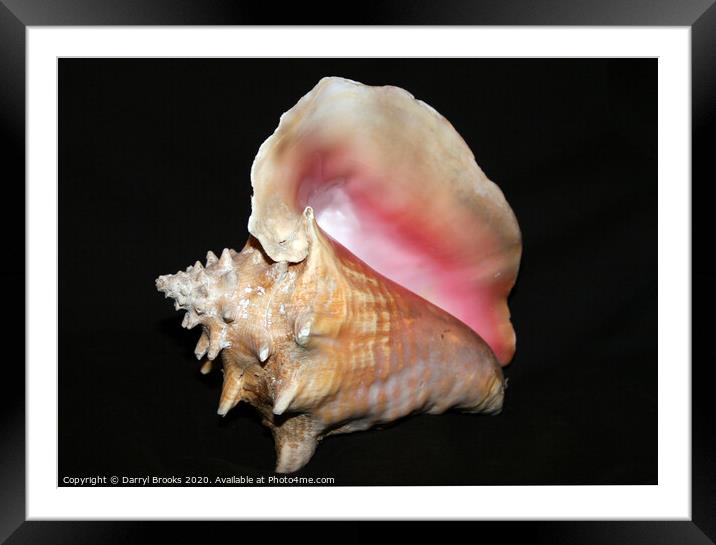 Shell 3 Framed Mounted Print by Darryl Brooks