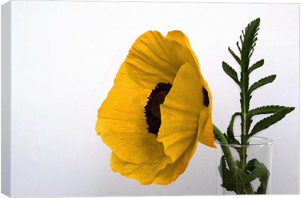 Yellow Poppy against white Canvas Print by Rob Hawkins