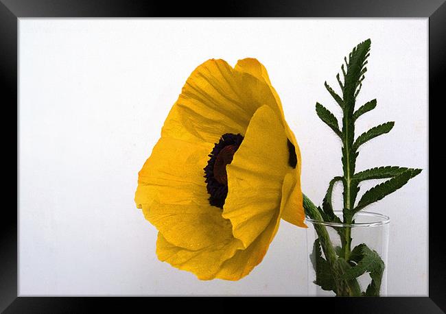 Yellow Poppy against white Framed Print by Rob Hawkins