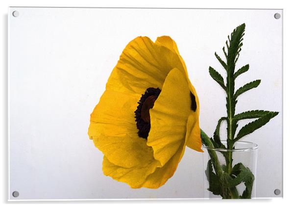 Yellow Poppy against white Acrylic by Rob Hawkins