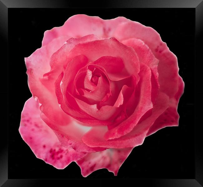 Pink Rose on Black Framed Print by Dawn O'Connor