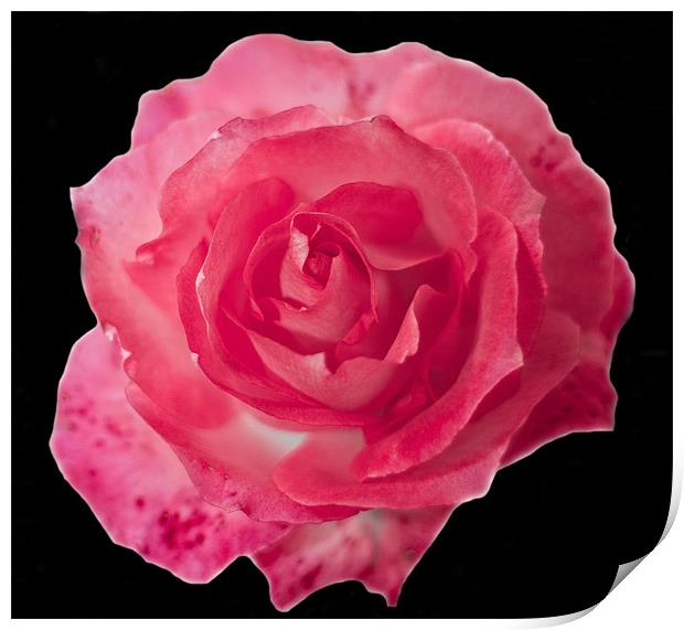 Pink Rose on Black Print by Dawn O'Connor