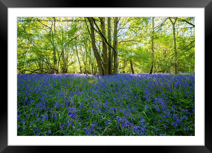 Spring sun bluebells in woods near Knaresborough Framed Mounted Print by mike morley