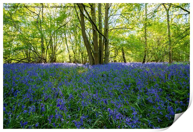 Spring sun bluebells in woods near Knaresborough Print by mike morley