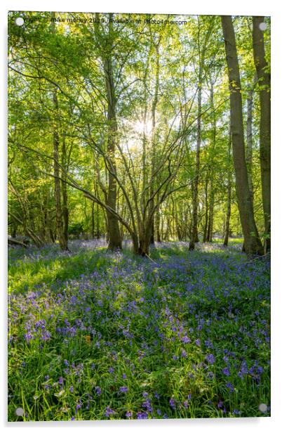 Spring sun bluebells in woods near Knaresborough Acrylic by mike morley