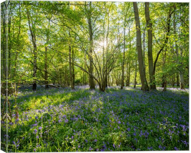 Spring sun bluebells in woods near Knaresborough Canvas Print by mike morley