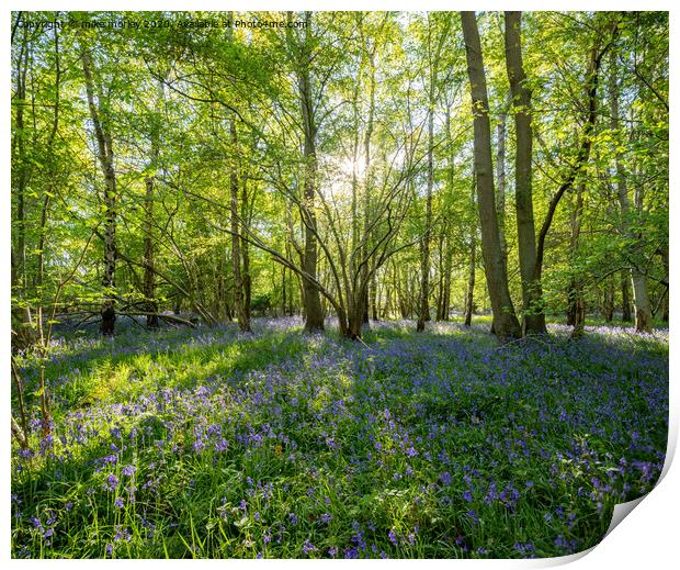 Spring sun bluebells in woods near Knaresborough Print by mike morley