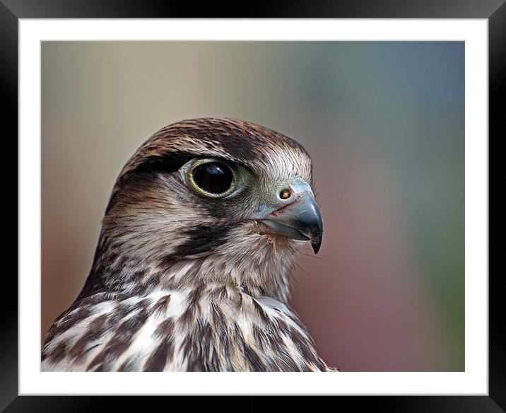 Lanner Falcon Framed Mounted Print by Geoff Storey