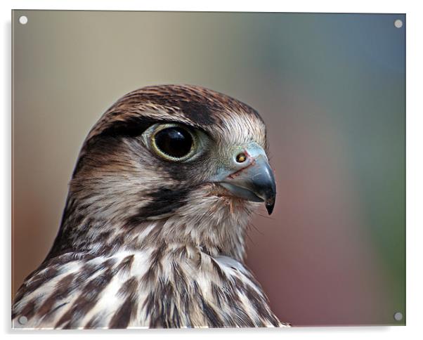 Lanner Falcon Acrylic by Geoff Storey