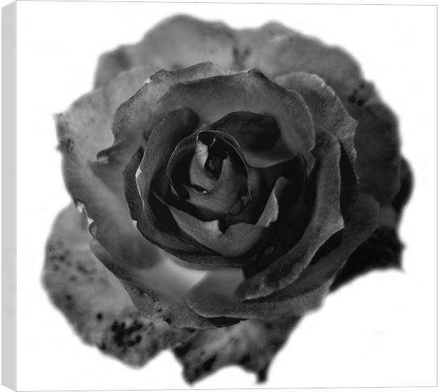 A Rose in Black and White 2 Canvas Print by Dawn O'Connor