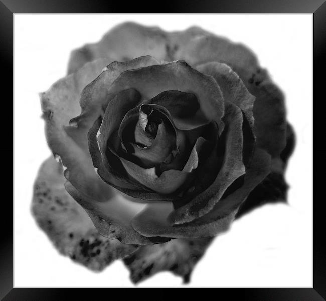 A Rose in Black and White 2 Framed Print by Dawn O'Connor
