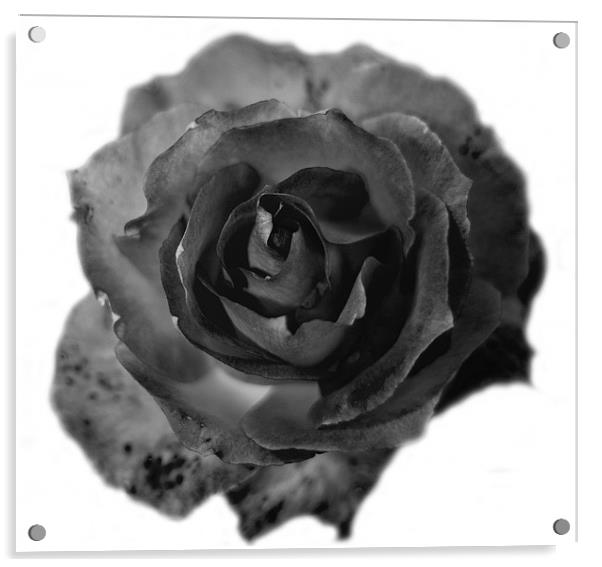 A Rose in Black and White 2 Acrylic by Dawn O'Connor