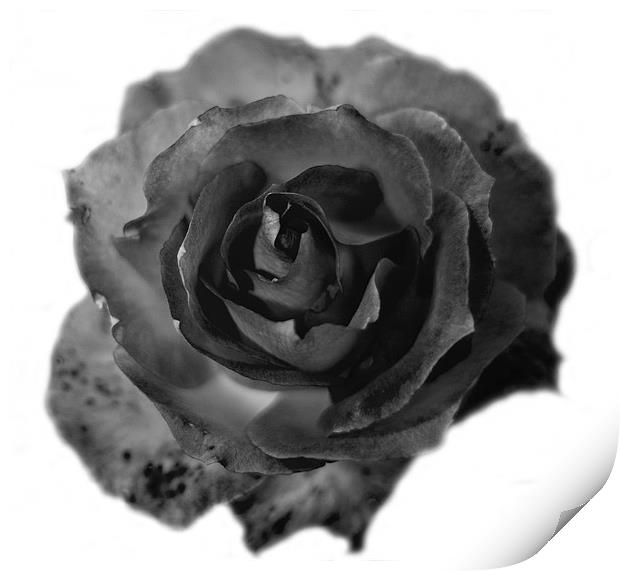 A Rose in Black and White 2 Print by Dawn O'Connor
