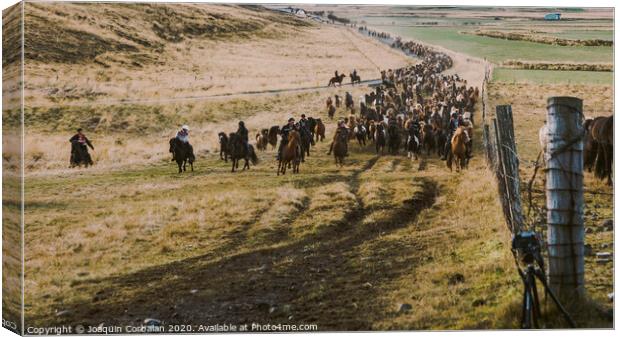 Herd of lovely Icelandic horses riding towards the meeting at the farm Canvas Print by Joaquin Corbalan