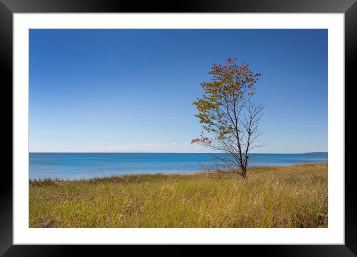 Single tree on a lake shore. Framed Mounted Print by David Hare