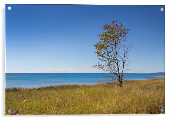 Single tree on a lake shore. Acrylic by David Hare