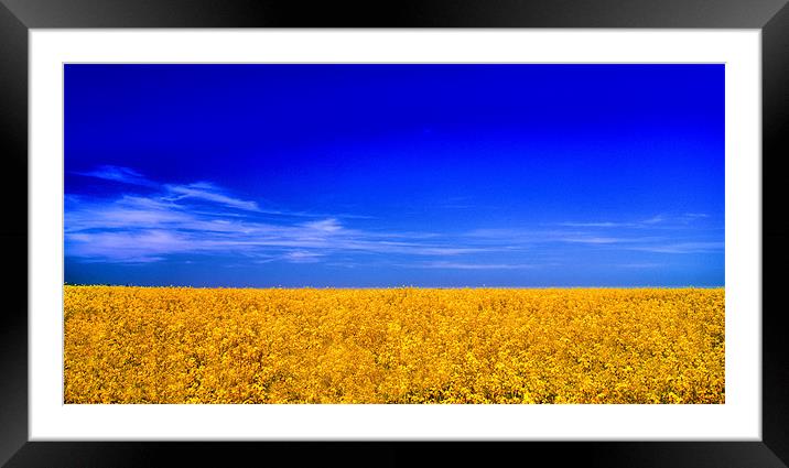 Rapeseed Framed Mounted Print by Chris Manfield
