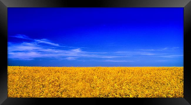 Rapeseed Framed Print by Chris Manfield