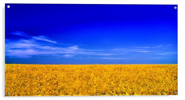 Rapeseed Acrylic by Chris Manfield