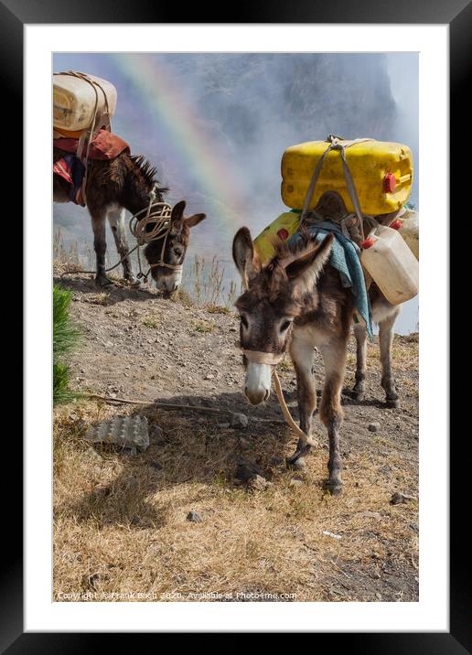 Donkeys carrying water in the higlands on Sao Antao, Cape Verde Islands Framed Mounted Print by Frank Bach